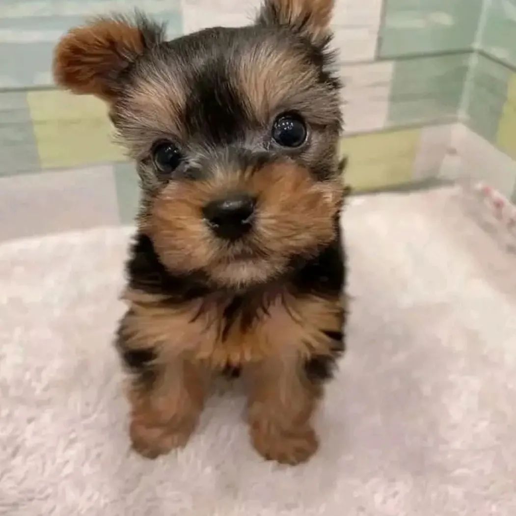 Yorkshire terrier puppies for sale