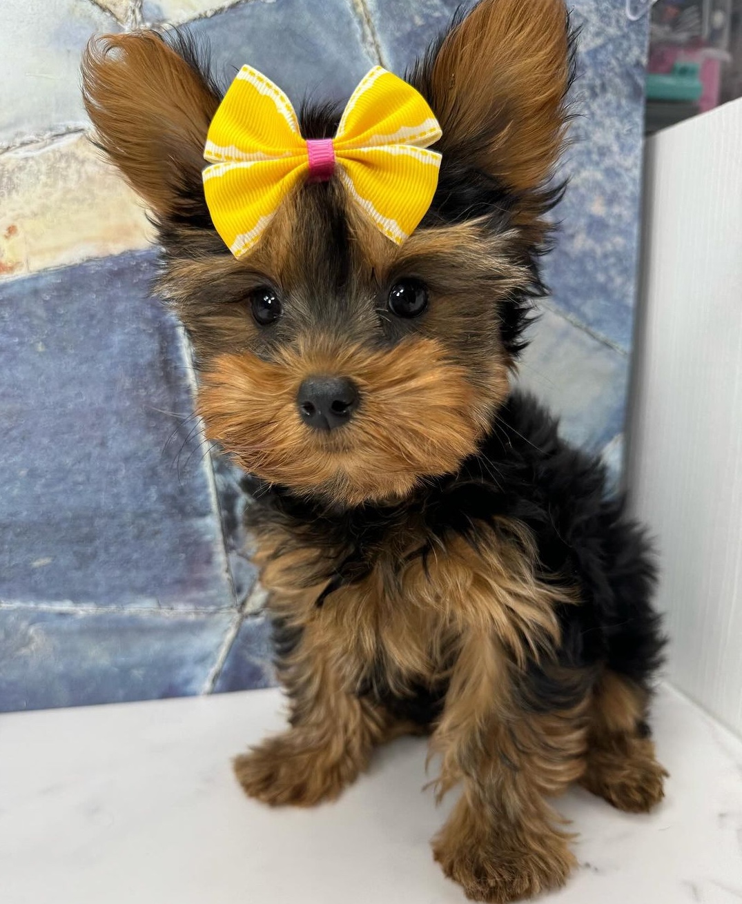 Yorkshire terrier puppies for sale