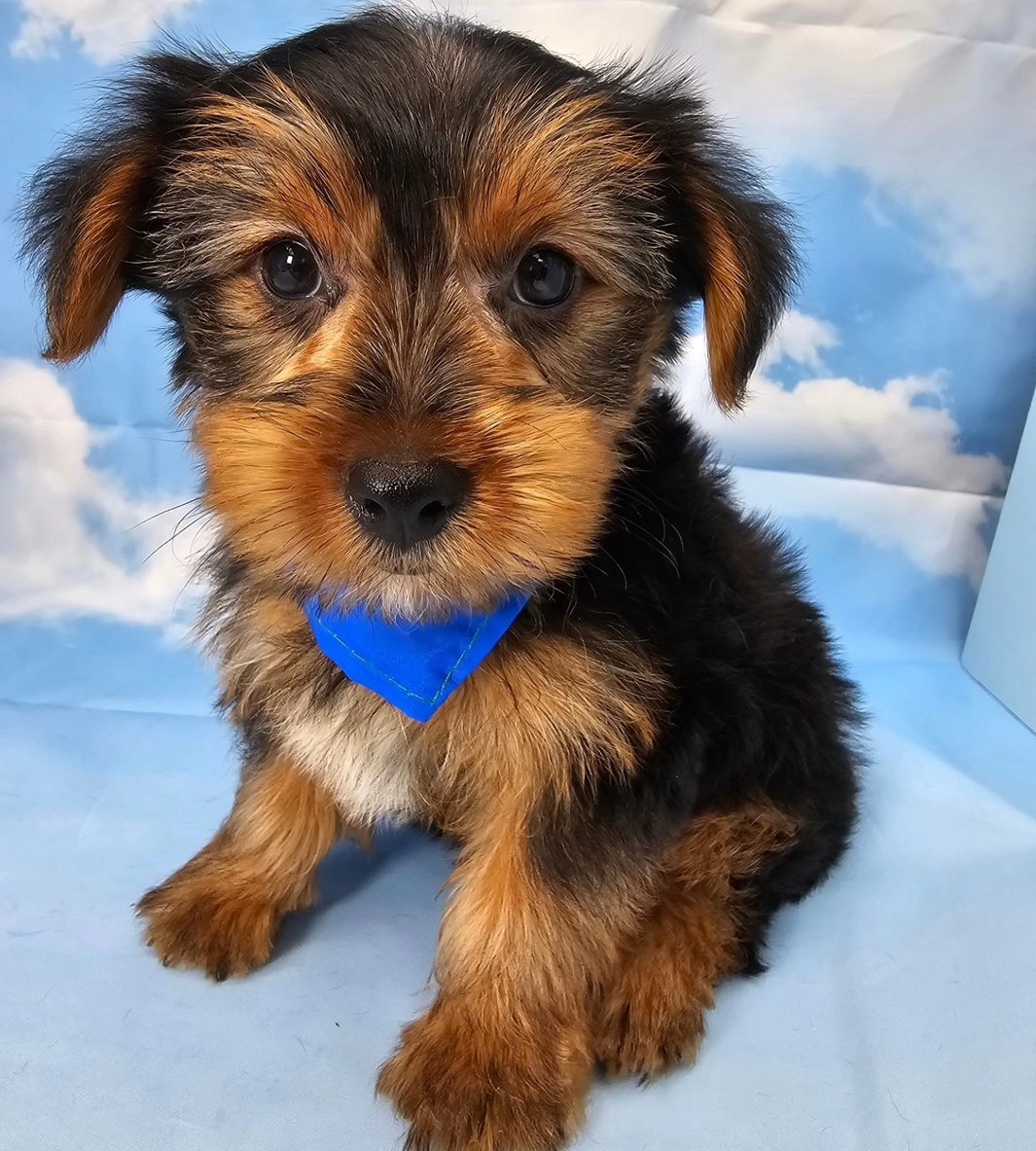 teacup yorkshire terrier for sale near me