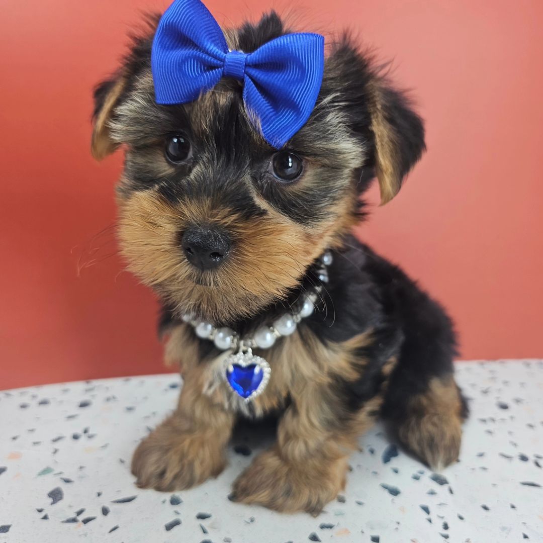 Yorkshire terrier puppies for sale