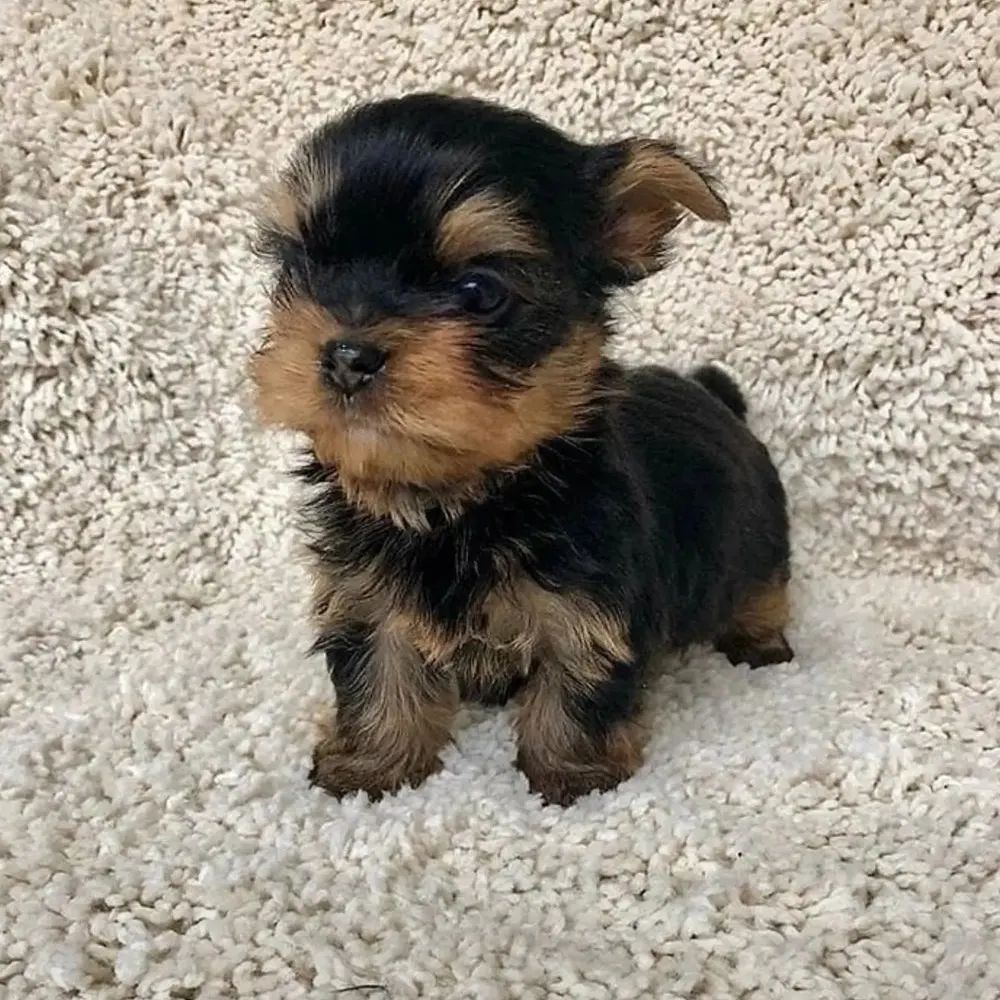 Yorkshire terrier puppies for sale