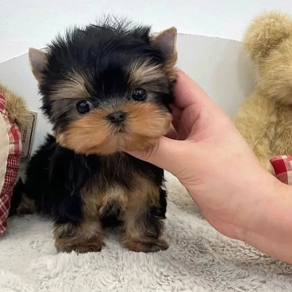 Yorkshire terrier puppies for sale