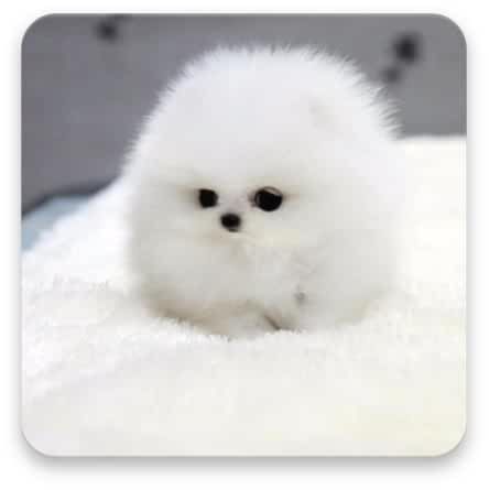 Teacup Pomeranian puppies for sale near me