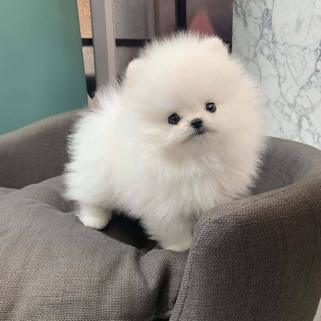 Pomeranian puppies for sale