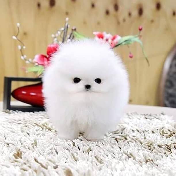 Pomeranian puppies for sale