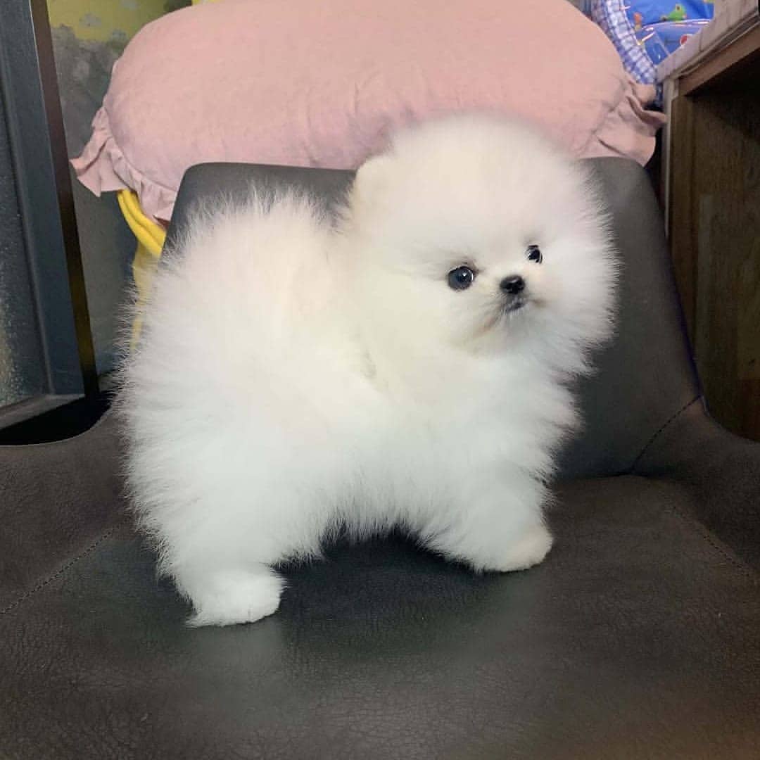 Pomeranian puppies for sale