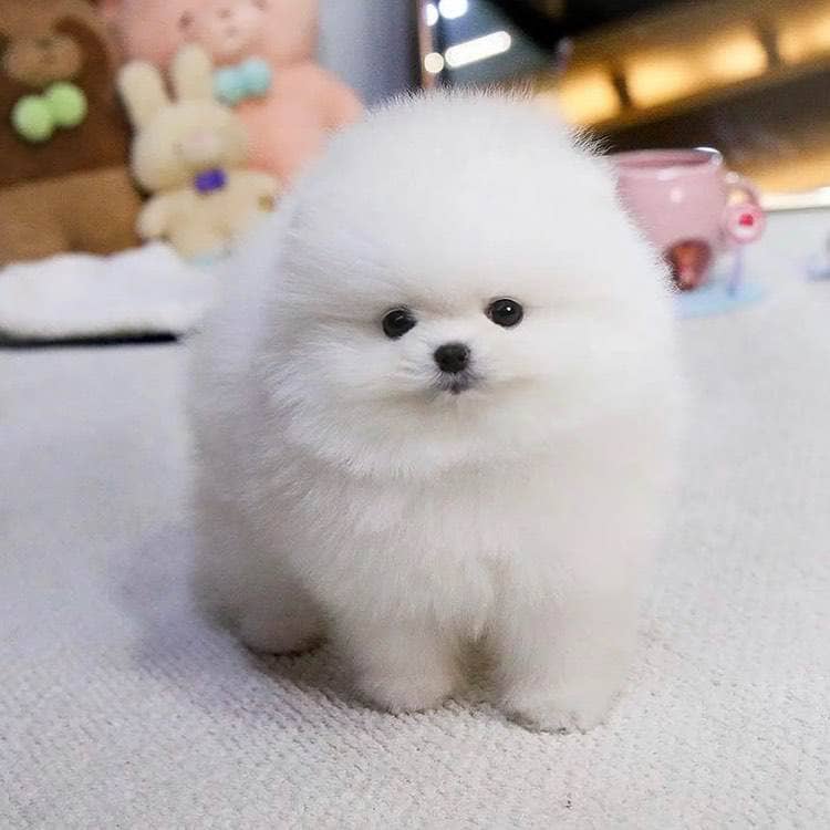 teacup pomeranian puppies for sale