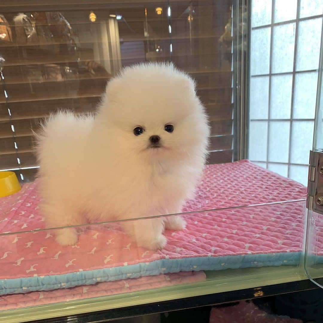 teacup pomeranian puppies for sale