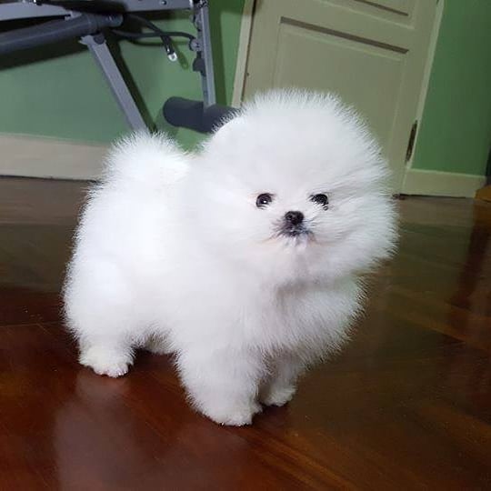 teacup pomeranian puppies for sale