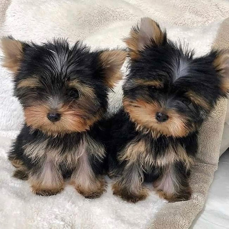 teacup yorkshire terrier for sale near me