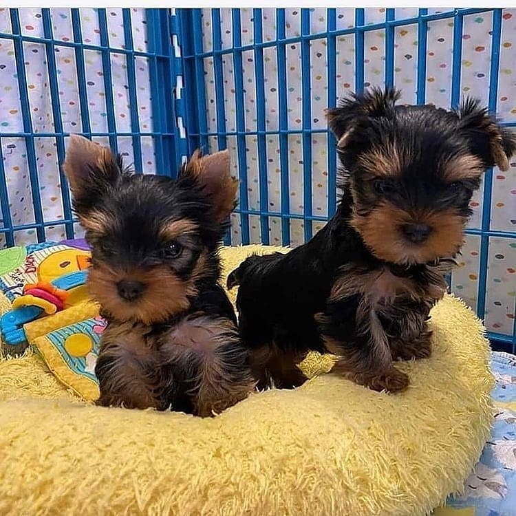 Teacup Yorkshire terrier puppies for sale near me