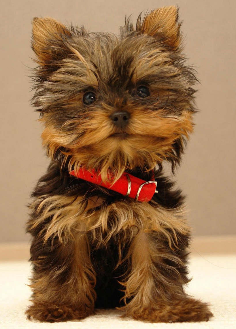 Teacup Yorkshire terrier puppies for sale near me